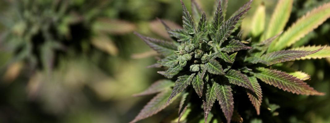 Harvest Health &amp; Recreation Inc (OTCMKTS:HRVSF) Making Big Moves
