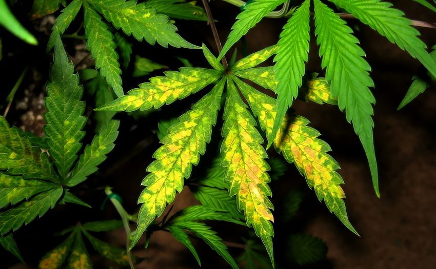 Leafbuyer Technologies Inc (OTCMKTS:LBUY) A Buy On Strengthening Fundamentals