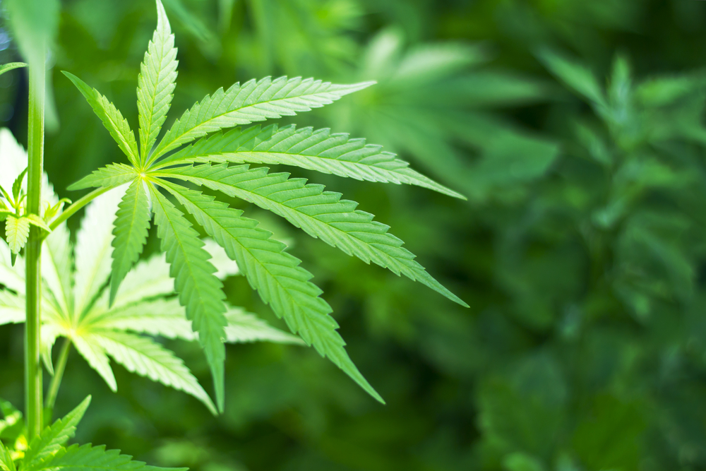 FSD Pharma Inc (OTCMKTS:FSDDF) Touts 2019 Prospects