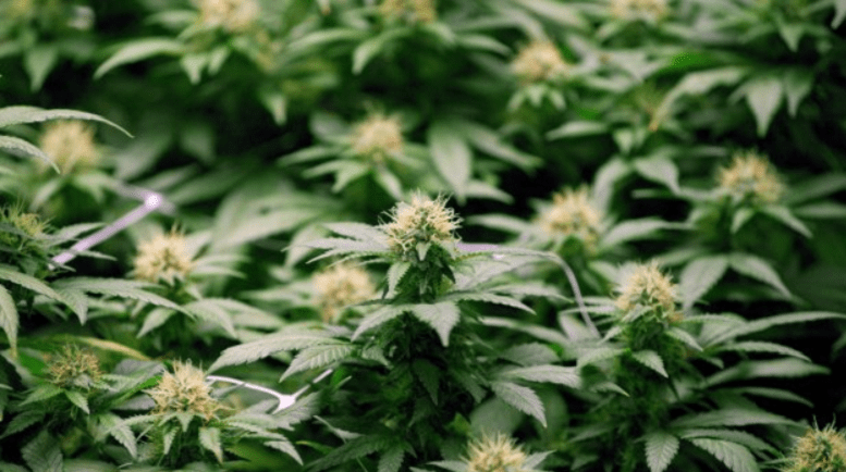 CannaRoyalty Corp (OTCMKTS:ORHOF) Turns Bullish On Improving Fundamentals