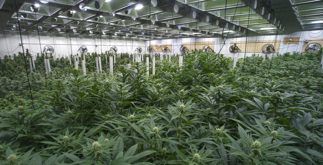 Next Green Wave Holdings Inc (OTCMKTS:NXGWF) Bulls Resume Control