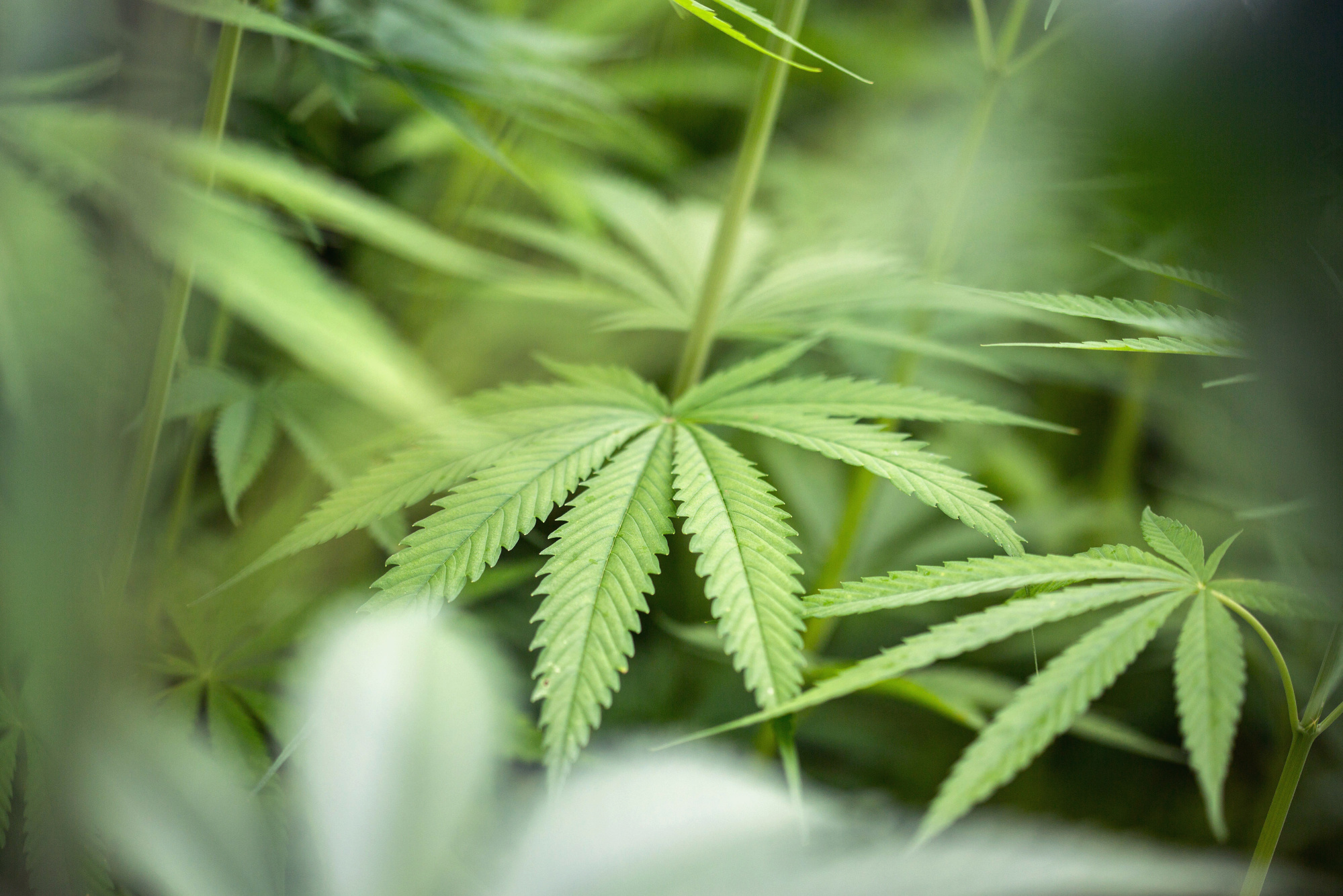 Liberty Leaf Holdings Ltd (CNSX:LIB): Can Buyers Keep The Upward Momentum On Lack of Updates?