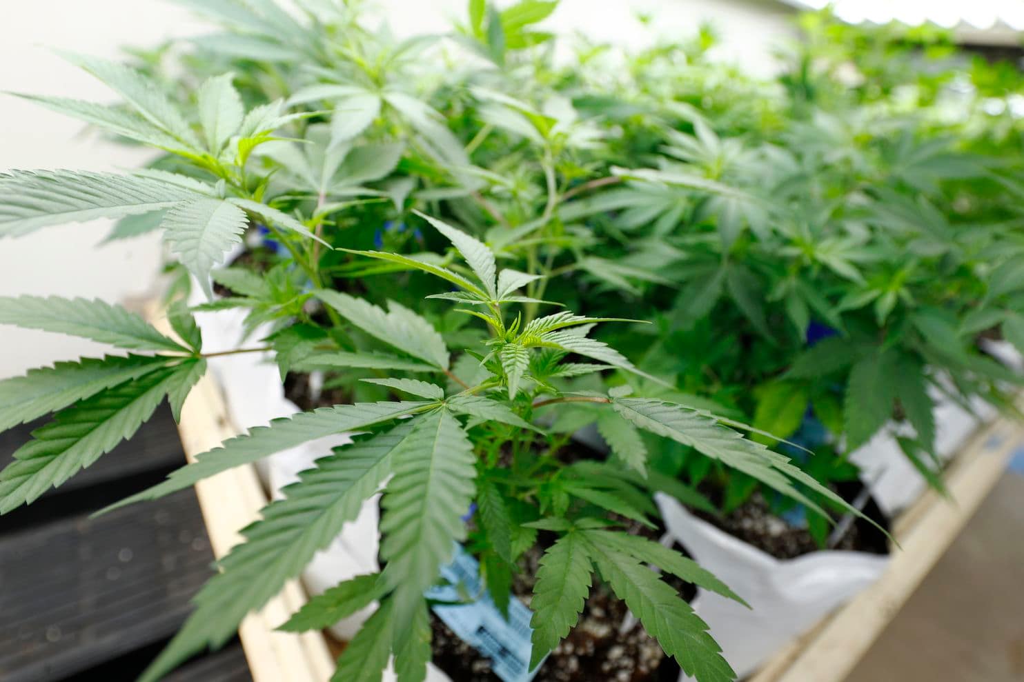 Medical Marijuana Inc (OTCMKTS:MJNA) At A Crucial Pivot Point