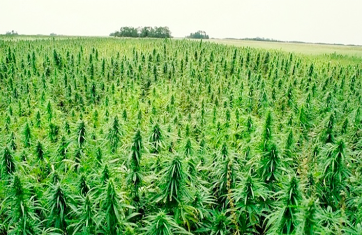 Green Organic Dutchman Holdings Ltd (OTCMKTS:TGODF) Climbing The Ladder