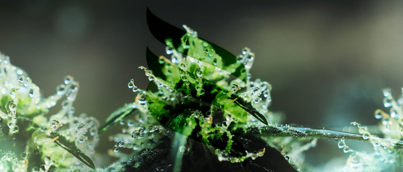 Cannabics Pharmaceuticals Inc (OTCMKTS:CNBX) Back In Range But Breakout In Sight