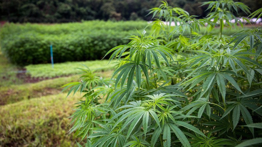 Marijuana Company Of America Inc (OTCMKTS: MCOA) Banking On Acquisitions To Reinvigorate Prospects