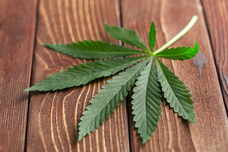 Lack of Updates Hurting Integrated Cannabis Co Inc (OTCMKTS:ICNAF)