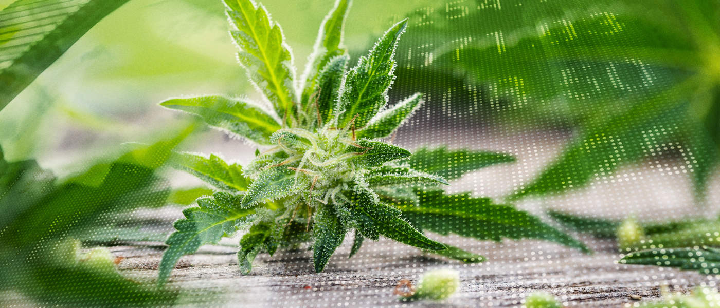 Elixinol Global Ltd (OTCMKTS:ELLXF) Signaling Significant Bullish Breakout