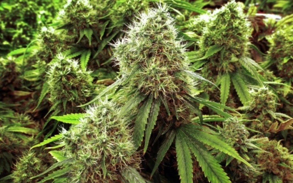 Trulieve Cannabis Corp (OTCMKTS:TCNNF) Ready For Sharp Rise After Minor Correction