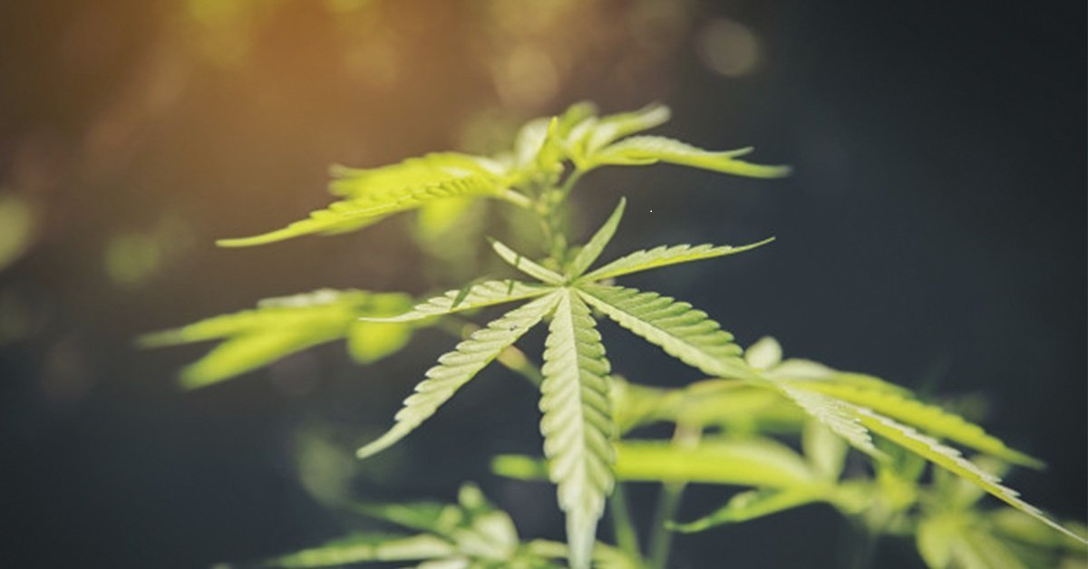 MediPharm Labs Corp (OTCMKTS: MLCPF) A Buy On Pullbacks