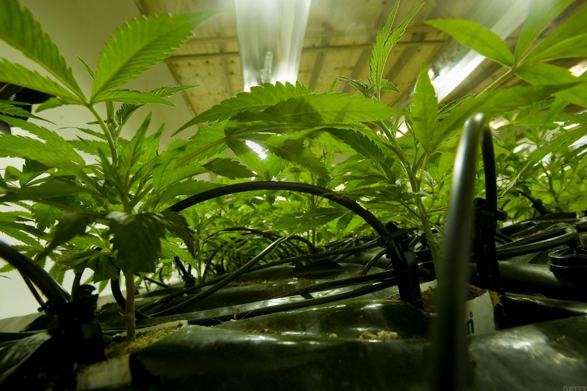 Charlotte's Web Holdings Inc (OTCMKTS: CWBHF) Bulls Eye Fresh Highs After Earnings Beat