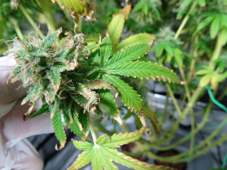 Canopy Rivers Inc (OTCMKTS: CNPOF) Poised For A Bounce