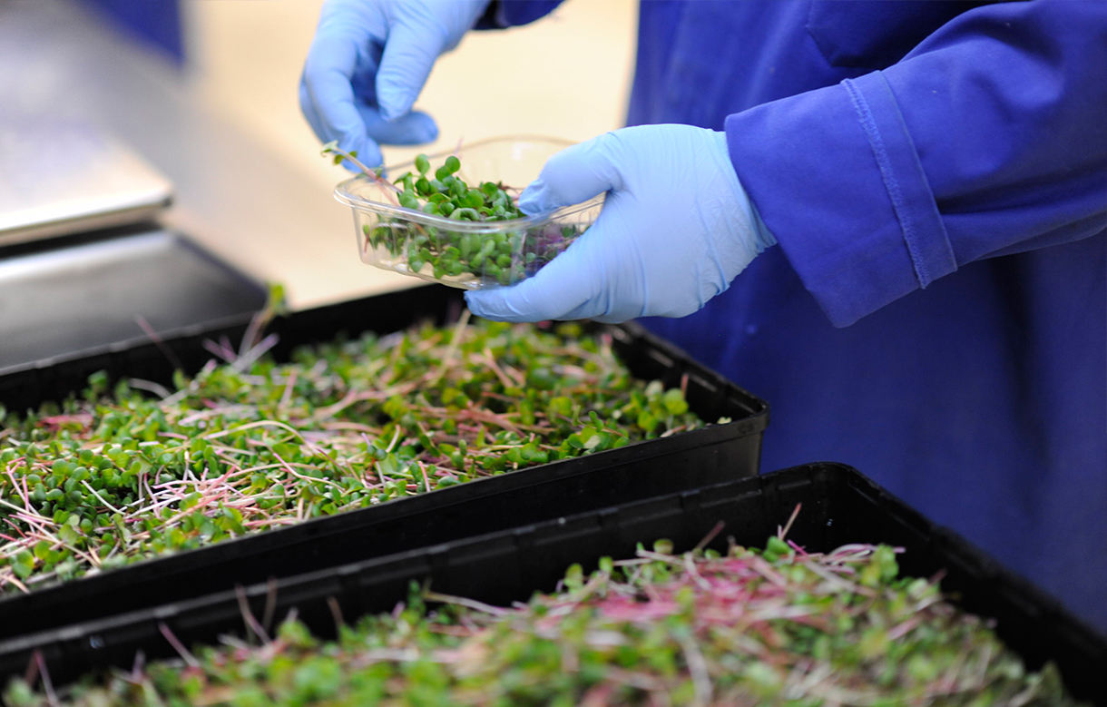 Future Farm Technologies Inc (OTCMKTS: FFRMF): End of Bear Run In Sight