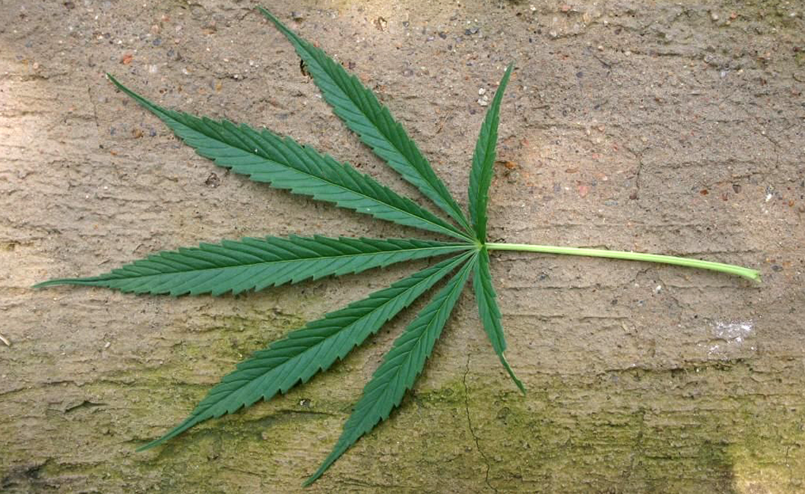 Cannabis Sativa Inc (OTCMKTS: CBDS) Could Bounce Back On New Catalysts