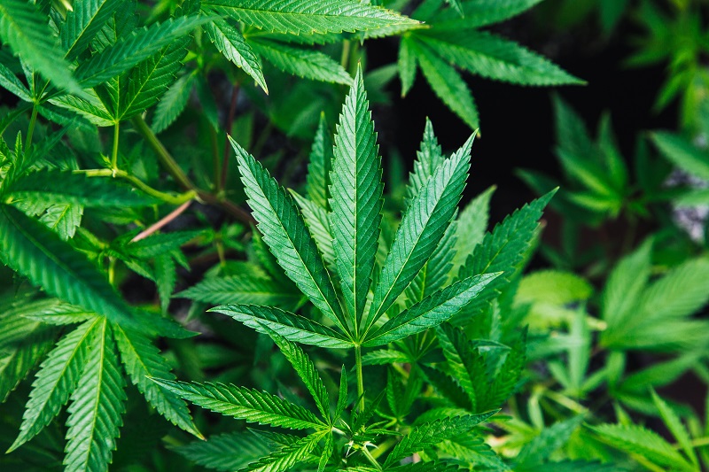 Newstrike Brands Ltd (OTCMKTS: NWKRF) Bullish Momentum Ahead of Hexo Corp (OTCMKTS: HYYDF) Merger
