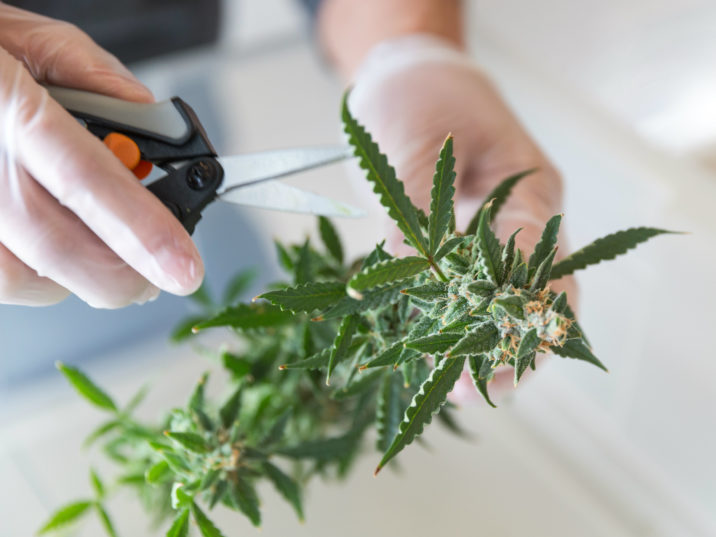 National Access Cannabis Corp (OTCMKTS:NACNF) A Fundamentally Attractive Investment