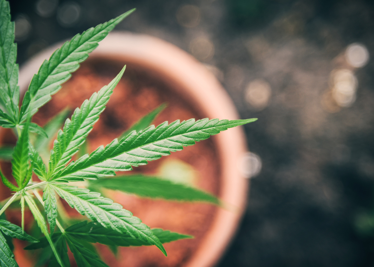 Sunniva Inc. (OTCMKTS: SNNVF) On The Verge Of A Breakout As Fundamentals Turn Bullish