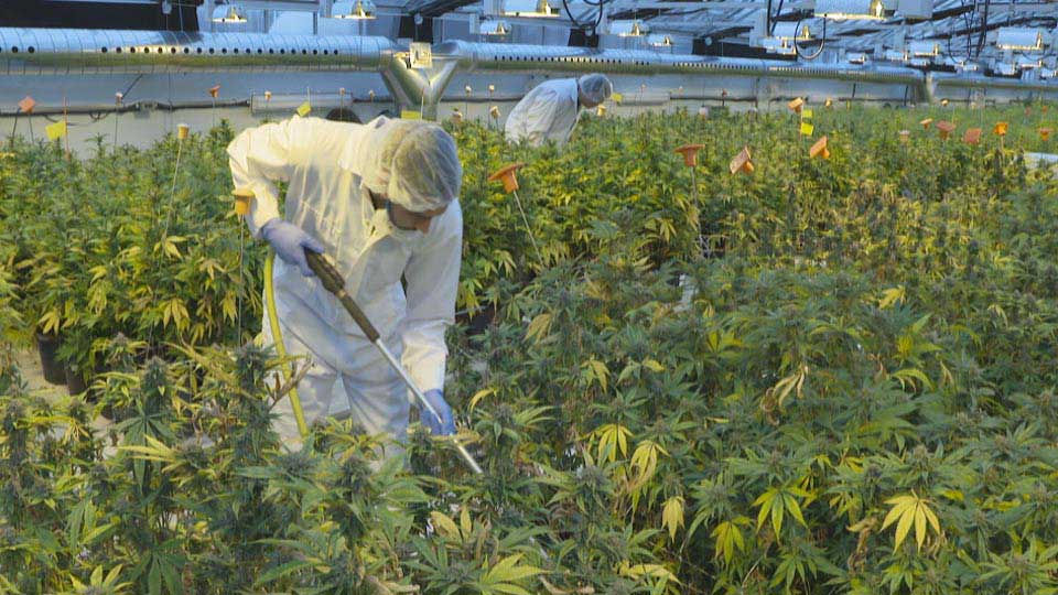Wayland Group Corp (OTCMKTS: MRRCF) Primed For Gains After Double Bottom