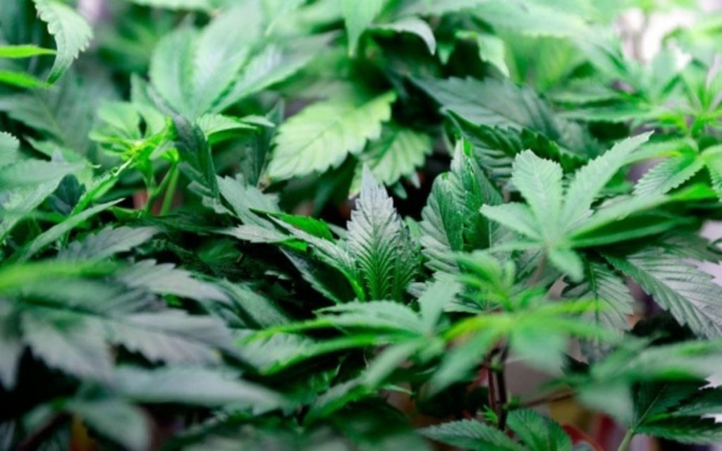 Green Growth Brands Inc (OTCMKTS: GGBXF) Expanding Retail Network