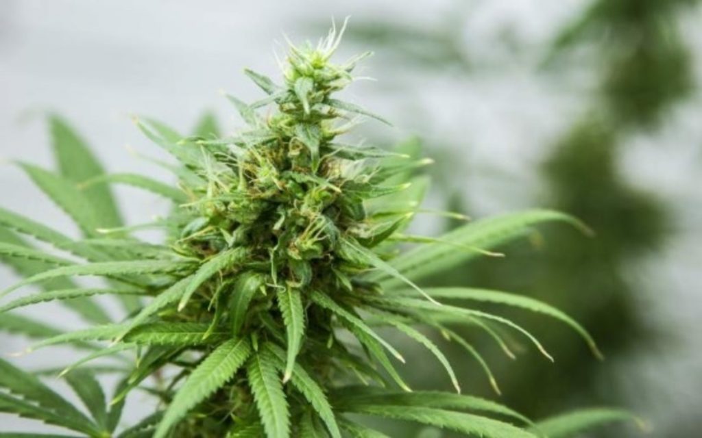 Medipharm Labs Corp (OTCMKTS: MEDIF) Primed For Further Gains