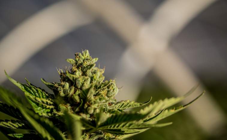 Harvest One Cannabis Inc (OTCMKTS: HRVOF) Primed For Gains After Correction