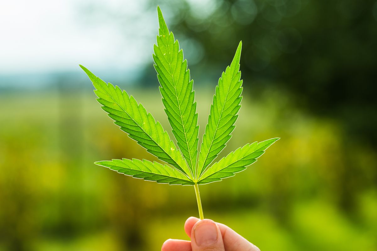 The Greater Cannabis Company Inc (OTCMKTS: GCAN) Finally Bottoms Out