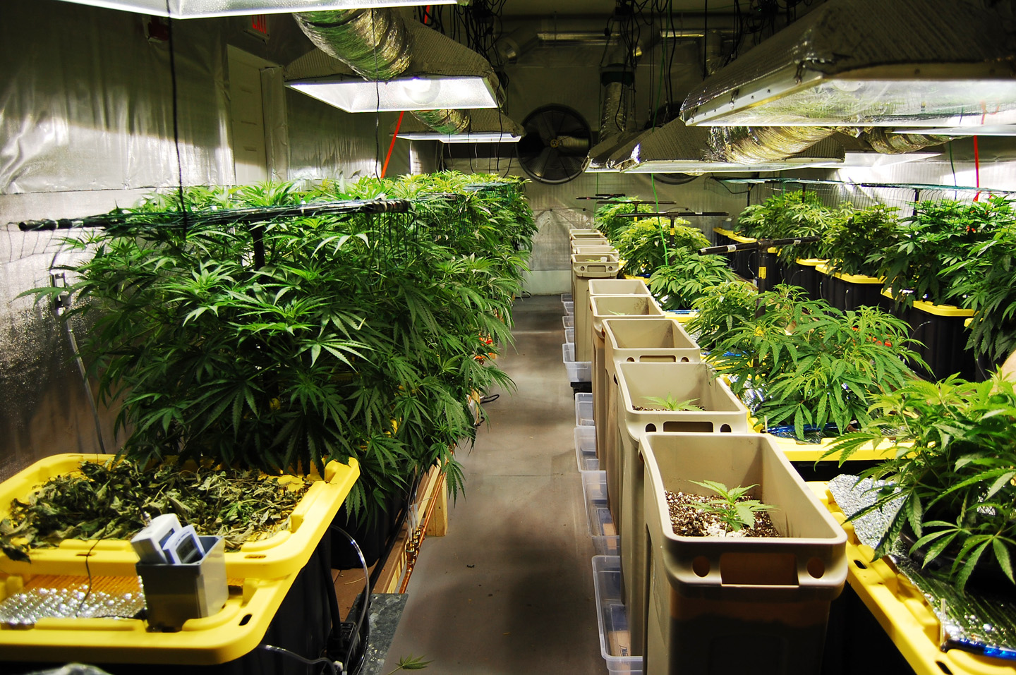 Why CBD Unlimited Inc (OTCMKTS: EDXC) Is Up 800% Plus