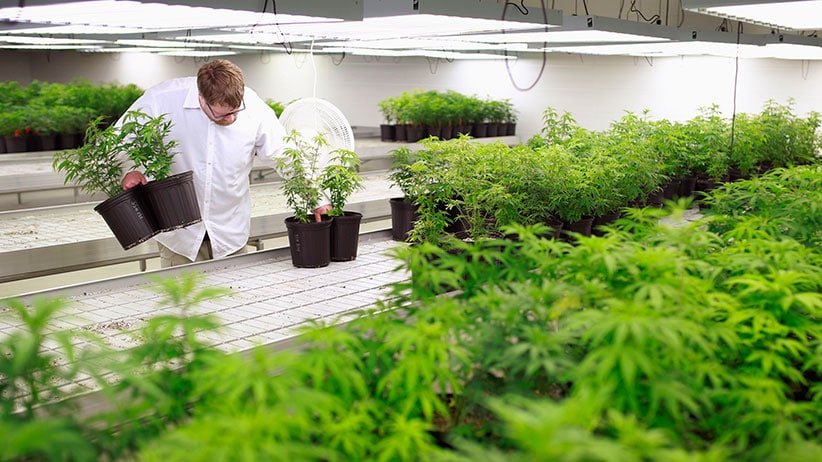CLS Holdings USA Inc (OTCMKTS: CLSH) Due To Rebound