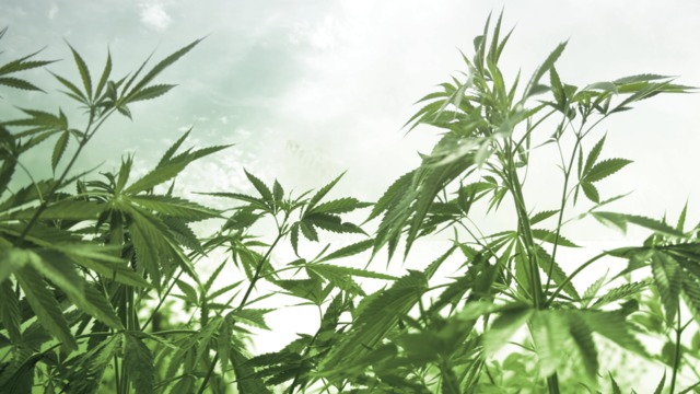 Two Rivers Water and Farming (OTCMKTS: TURV) Takes Off On Hemp Acquisition