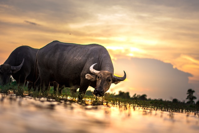 Medicine Man Technologies Inc (OTCMKTS: MDCL) Stock On A Bull Run