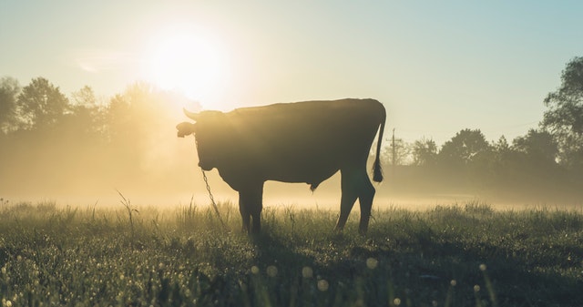 Cresco Labs Inc (OTCMKTS: CRLBF) Bulls In Control