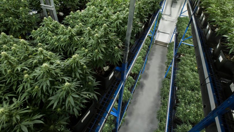 OrganiGram Holdings Inc (OTCMKTS: OGRMF) A Breakout Play On Record Revenue Boost