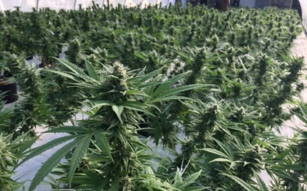 Liberty Health Sciences Inc (OTCMKTS: LHSIF) Primed For More Gains