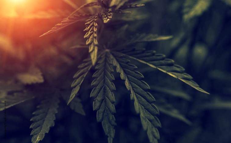 Leafbuyer Technologies Inc (OTCMKTS: LBUY) Breakout Looms After Steep Pullback