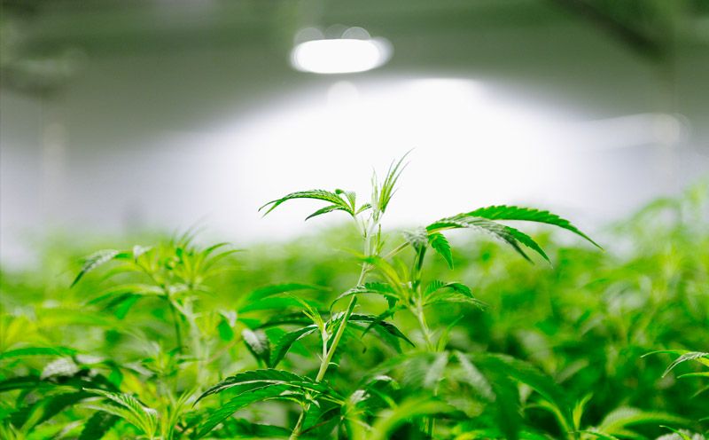 Supreme Cannabis Company Inc (OTCMKTS:SPRWF) Waiting For Next Catalyst