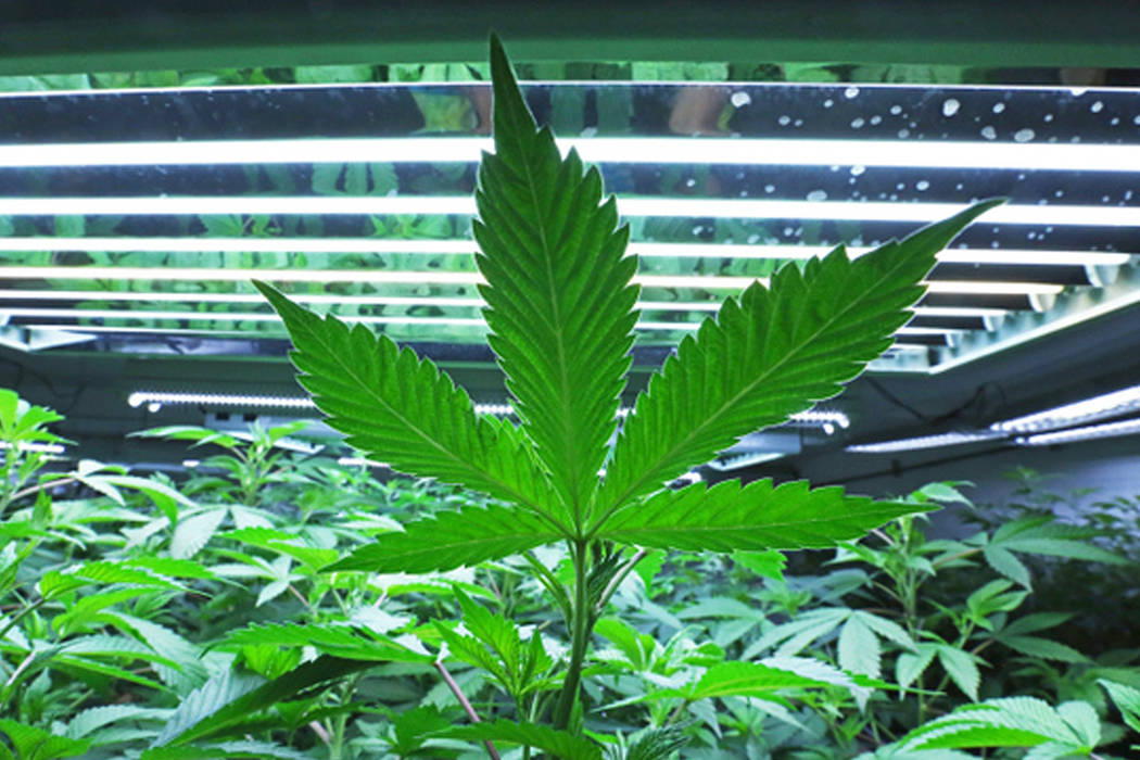 MJardin Group Inc (OTCMKTS: MJARF) Primed For Lift-Off