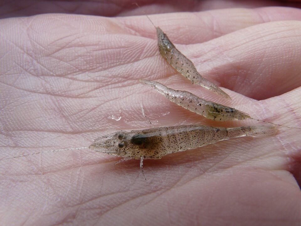 NaturalShrimp Inc (OTCMKTS: SHMP) A Bounce Back Play After Major Correction