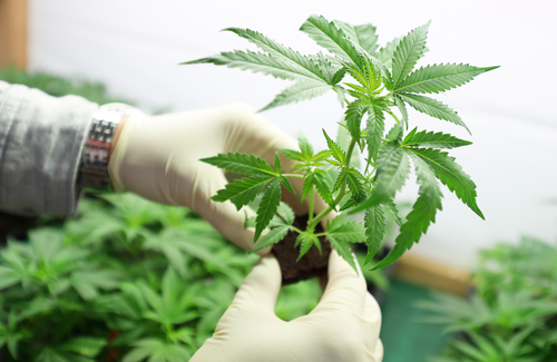 Medical Marijuana Inc (OTCMKTS: MJNA) Comeback On The Horizon