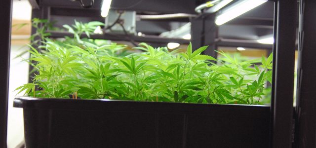 Canopy Growth Corp (NYSE:CGC) Hits Buy Zone On Acreage Holdings Inc (OTCMKTS: ACRGF) Deal