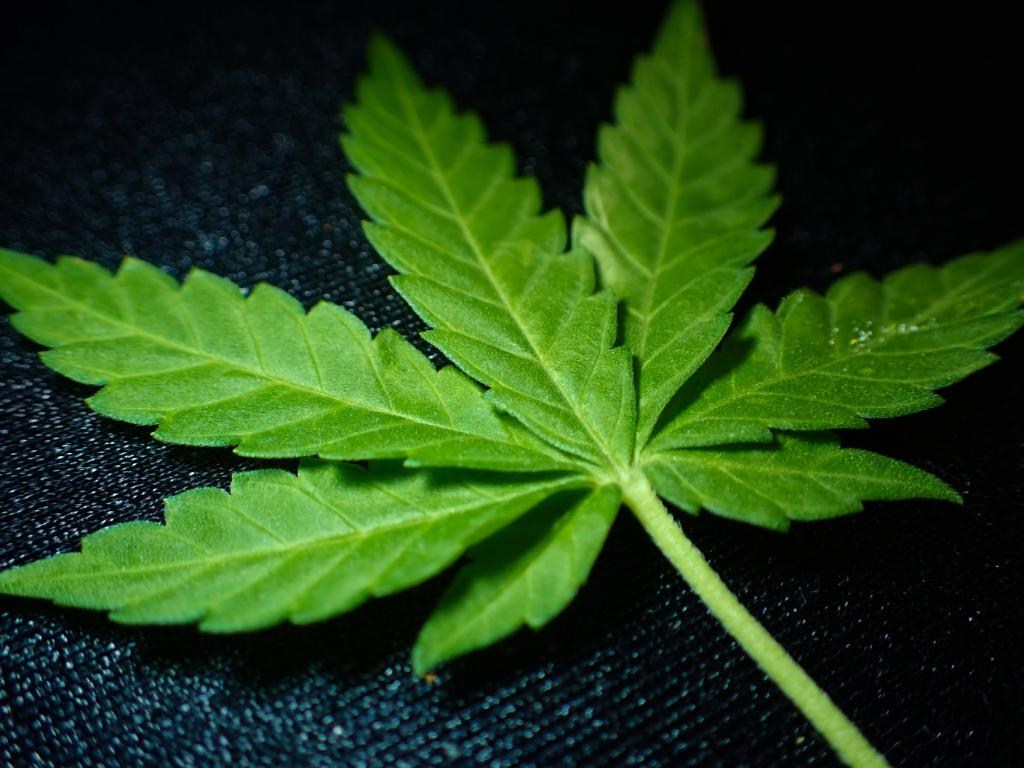Weekend Unlimited Inc (CNSX:POT) Signals Turnaround After Steep Pullback