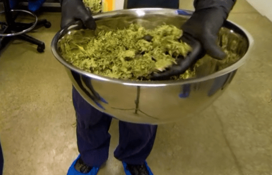 Why Choom Holdings Inc (OTCMKTS: CHOOF) Is A Bounce-Back Play