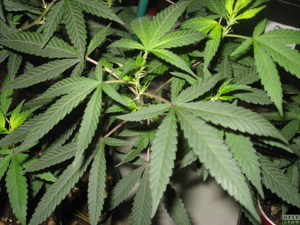 Cannabis Strategic Ventures (OTCMKTS: NUGS) Starting To Rebound
