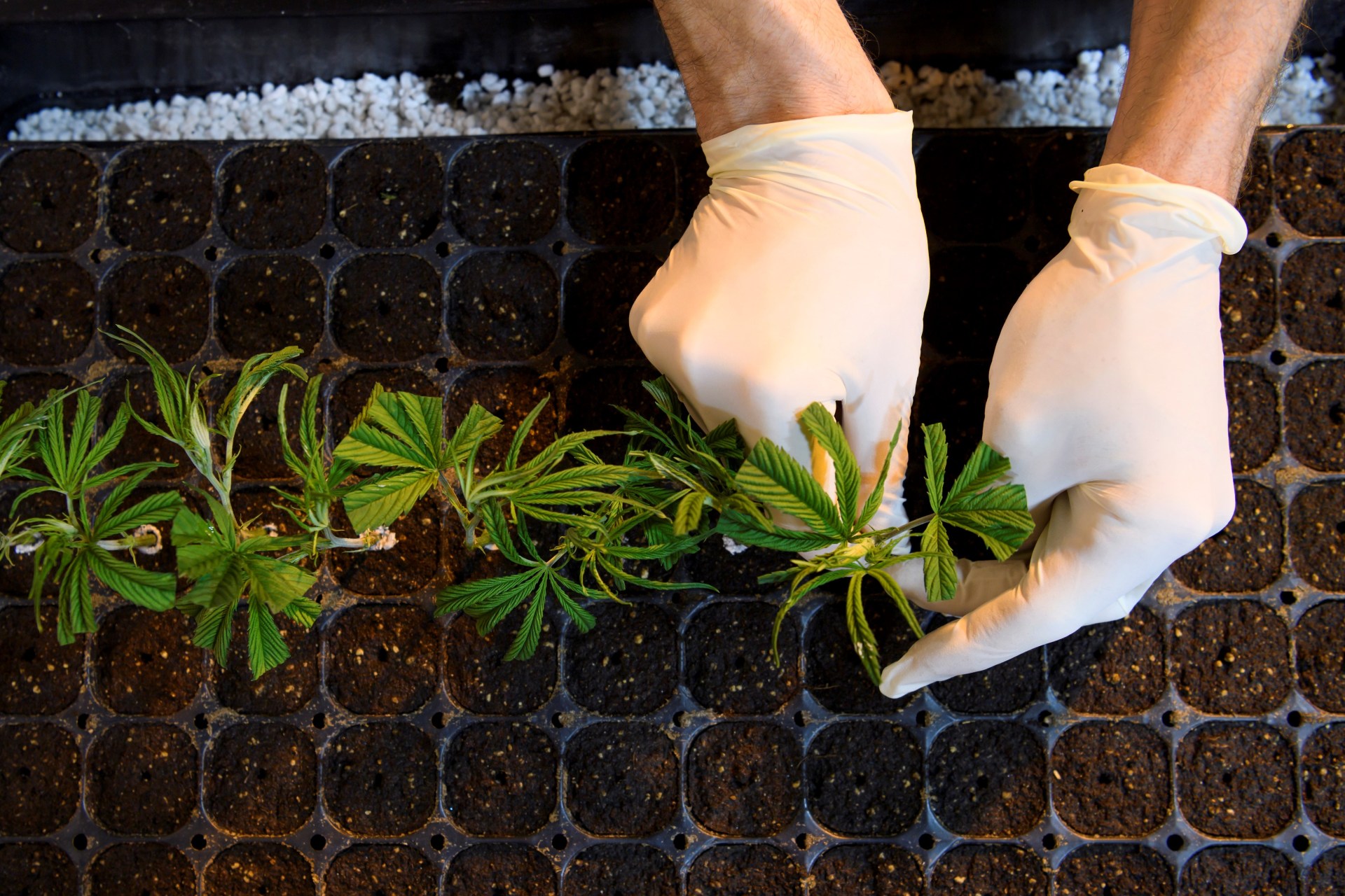 VIVO Cannabis Inc (OTCMKTS: VVCIF) Bulls Eyeing Comeback