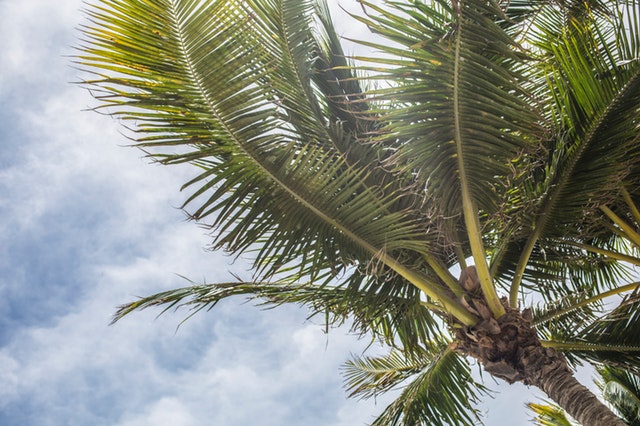 SOL Global Investments Corp (OTCMKTS: SOLCF) Is Today's Cannabis Focus