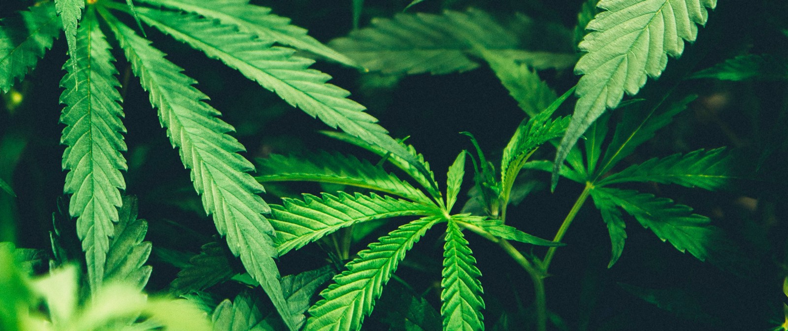 Cannara Biotech Inc (CNSX: LOVE) Signals Bounce Back