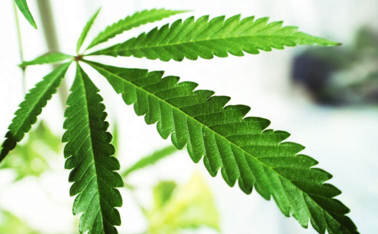 Cannabis One Holdings Inc (CNSX: CBIS) Still Bullish Despite Pullback
