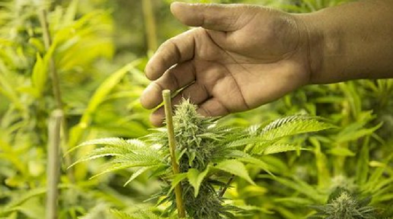 Golden Leaf Holdings Ltd (OTCMKTS: GLDFF) Delivers On Earnings Beat