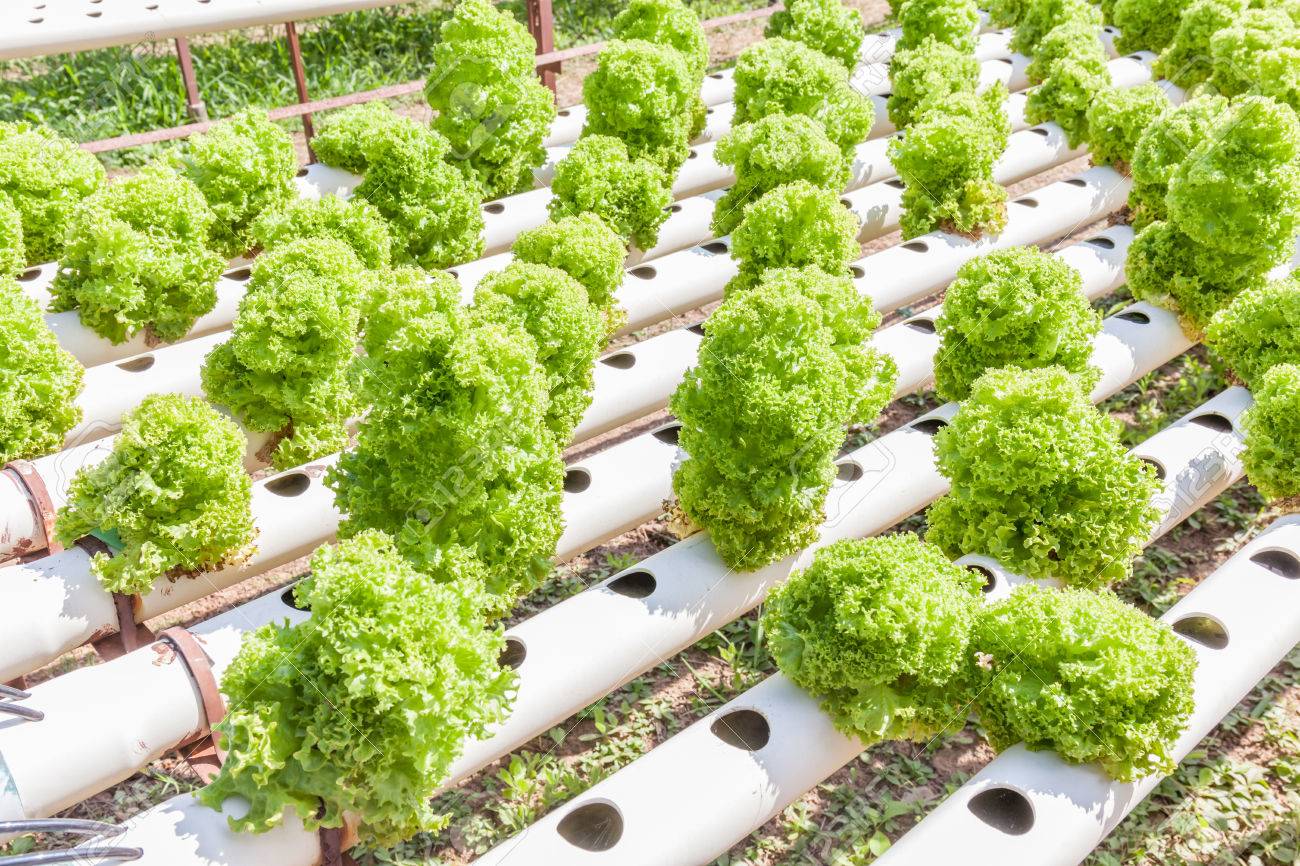 GrowGeneration Corp (OTCMKTS: GRWG) Higher After Record Q1 Earnings and Revenue
