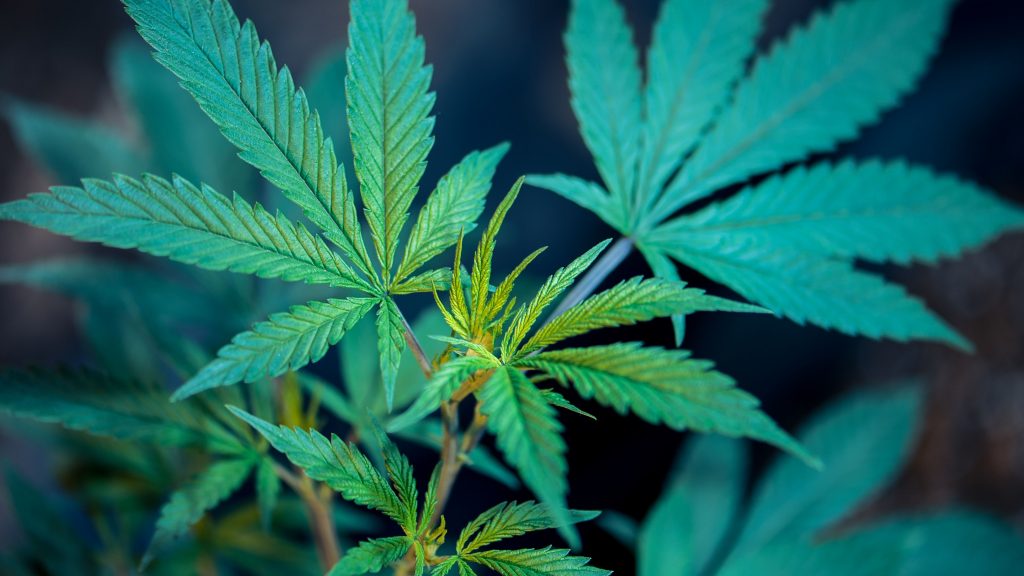 TILT Holdings Inc (OTCMKTS: SVVTF) Is A Long Term Investment Play Despite Recent Underperformance