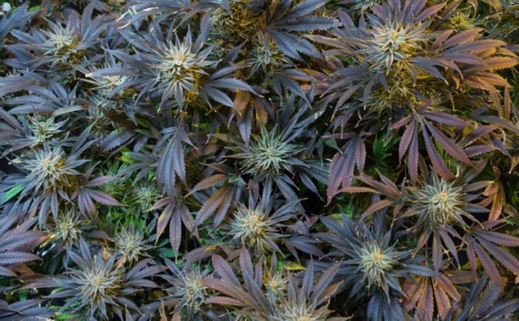 High Hampton Holdings Corp (CNSX: HC) Making A Comeback